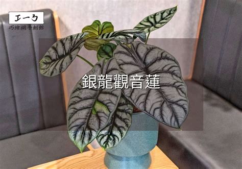 觀音葉植物|銀龍觀音蓮完全養護手冊 專家級種植與繁殖指南 